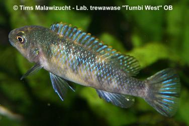 Labeotropheus trewawase Tumbi West OB