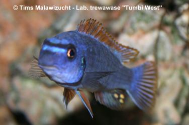 Labeotropheus trewawase Tumbi West normale Farbmorphe