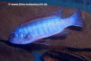 Labeotropheus trewawase Tumbi West normale Farbmorphe