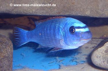 Labeotropheus trewavasae Thumbi West