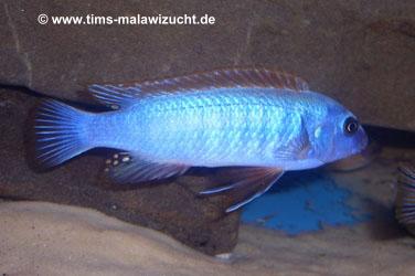 Labeotropheus trewawase Tumbi West normale Farbmorphe