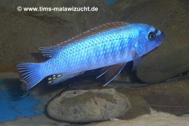 Labeotropheus trewawase Tumbi West normale Farbmorphe