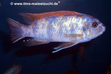 Labeotropheus trewawase Tumbi West OB