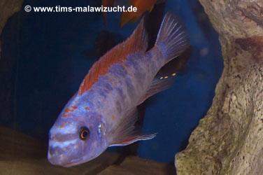 Labeotropheus trewawase Tumbi West OB