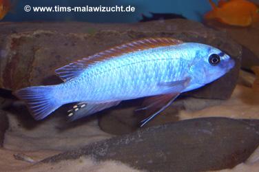 Labeotropheus trewawase Tumbi West normale Farbmorphe