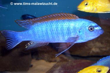 Labeotropheus trewawase Tumbi West normale Farbmorphe