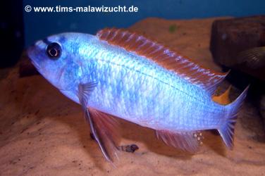 Labeotropheus trewawase Tumbi West normale Farbmorphe