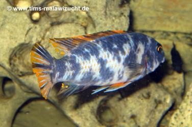 Labeotropheus trewawase Tumbi West OB