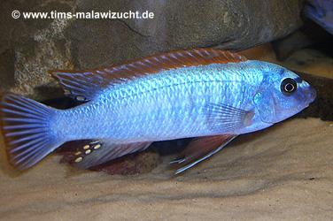 Labeotropheus trewawase Thumbi West