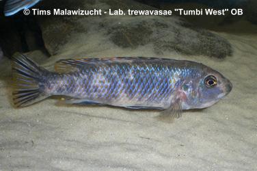 Labeotropheus trewawase Tumbi West OB