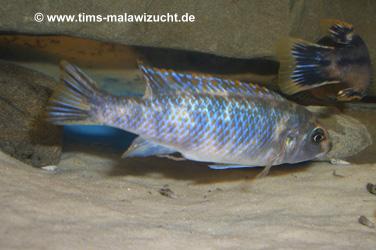 Labeotropheus trewawase Tumbi West OB