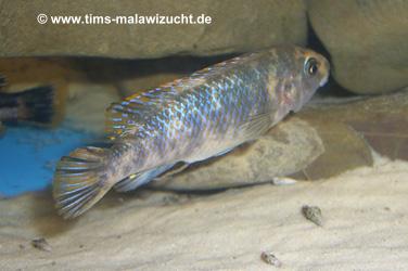 Labeotropheus trewawase Tumbi West OB