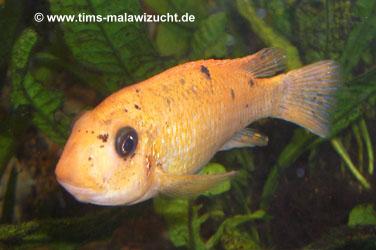 Labeotropheus trewawase Tumbi West normale Farbmorphe