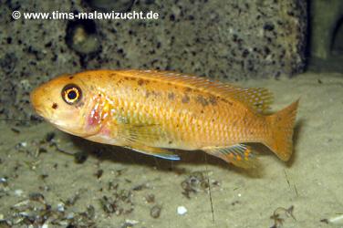 Labeotropheus trewawase Tumbi West normale Farbmorphe