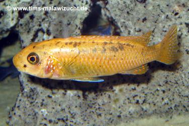 Labeotropheus trewavasae "Thumbi West" Weibchen