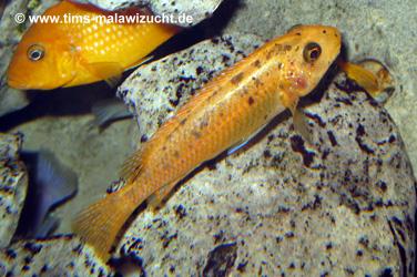 Labeotropheus trewawase Tumbi West normale Farbmorphe