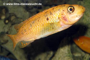 Labeotropheus trewawase Tumbi West normale Farbmorphe