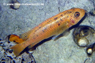 Labeotropheus trewawase Tumbi West normale Farbmorphe