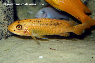 Labeotropheus trewawase Tumbi West normale Farbmorphe