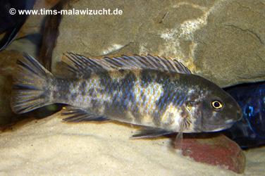 Labeotropheus trewavasae "Thumbi West" OB Weibchen