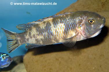 Labeotropheus trewawase Tumbi West OB