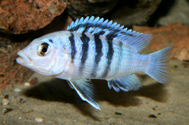 Labidochromis chisumulae