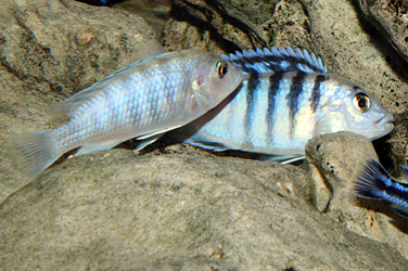 Labidochromis chisumulae