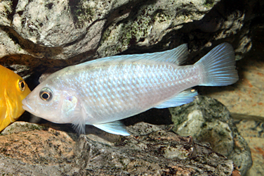 Labidochomis chisumulae Weibchen