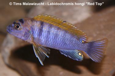 Labidochromis hongi Red Top