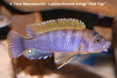 Labidochromis hongi Red Top 