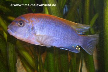 Labidochromis hongi Red Top 