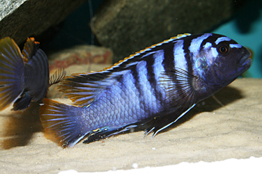 Labidochromis Red Top Mbamba Bay