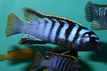 Labidochromis Red Top Mbamba Bay