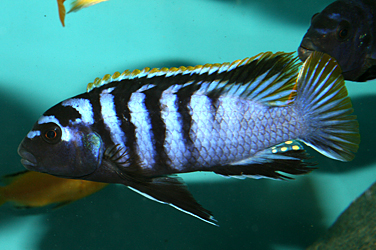 Labidochromis yellow und Labidochromis Mbamba Bay