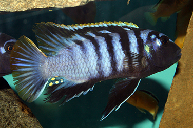 Labidochromis Red Top Mbamba Bay Männchen