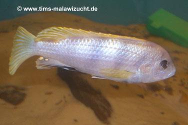 Labidochromis Perlmutt