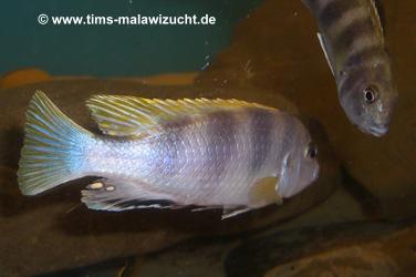 Labidochromis Perlmutt