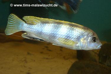 Labidochromis Perlmutt