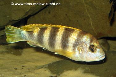 Labidochromis Perlmutt