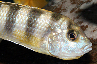 Labidochromis Perlmutt