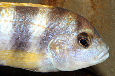 Labidochromis Perlmutt