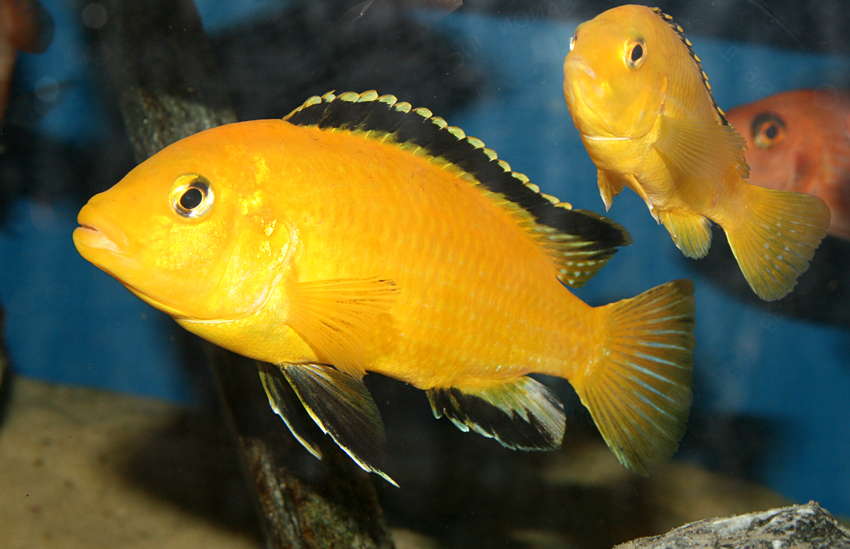 Labidochromis yellow