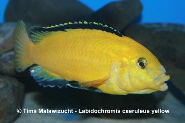 Labidochromis caeruleus yellow