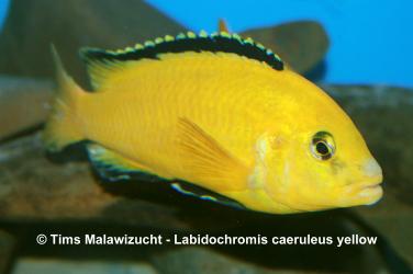 Labidochromis caeruleus yellow