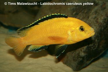 Labidochromis caeruleus yellow