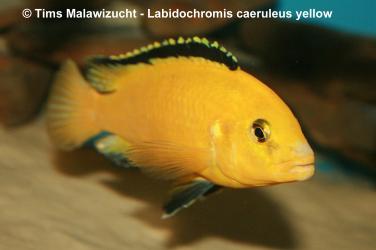 Labidochromis caeruleus yellow