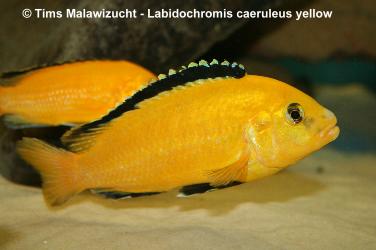 Labidochromis caeruleus yellow