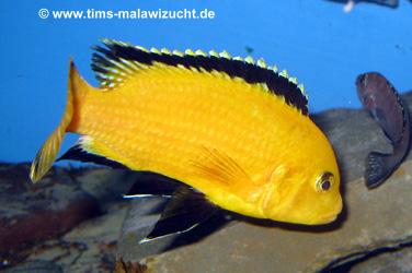 Labidochromis caeruleus yellow