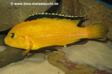 Labidochromis caeruleus yellow