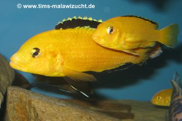 Labidochromis caeruleus yellow